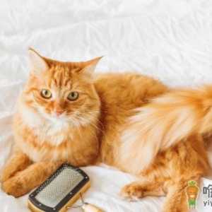 猫猫为何会出现口臭 如何改善猫咪口臭
