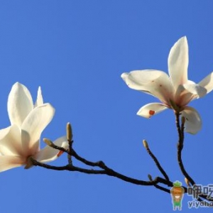 玉兰花是不是也叫辛夷花 怎么区分辛夷花和玉兰花