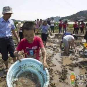 泥鳅对水稻的生长有什么好处 泥鳅影响水稻生长吗