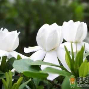 栀子花为啥会烂根 栀子花烂根了怎么处理最好