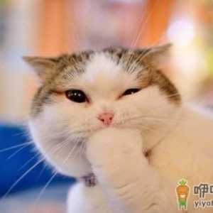 猫咪吃西红柿没事吧 可以喂猫吃咸的吗