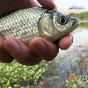 鱼塘禁止用红虫钓鱼的原因有哪些 鱼塘里的红虫有没有危害