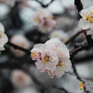 倒春寒一般在什么节气 雨水节气后可以浇小麦吗