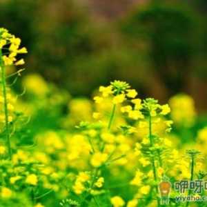 2020年3月21是什么节气 2020年3月21日宜结婚吗