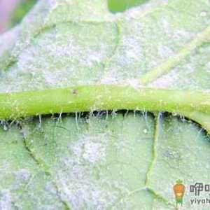 芸豆为啥会得白粉病 芸豆上的白粉病用什么药治疗