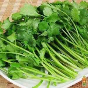 香菜根煮水对湿疹有用吗 香菜根熬水喝有什么功效