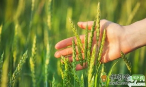 小麦镇压的优势在哪里 什么时候镇压小麦最好