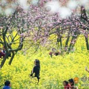 春天外出踏青注意事项 花草虽美小心有毒