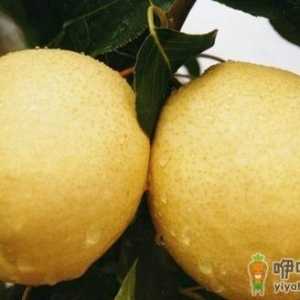 秋冬季化痰止咳的12种食物