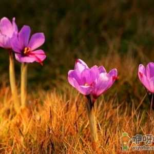 藏红花泡脚的功效和作用-藏红花泡脚的方法
