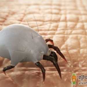螨虫对床上的危害最大 去除螨虫的小方法