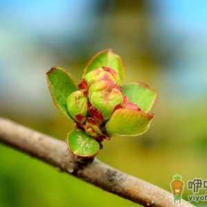 春季养肝护肝好时机 三大口诀教你春天养肝