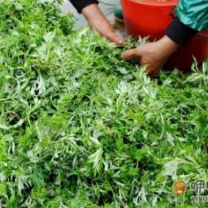 艾叶的功效 中医大夫教你用艾叶和黑眼圈说拜拜