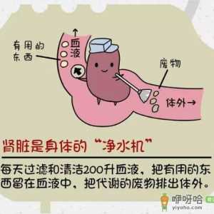 肾好才是硬道理 日常保护肾脏的方法