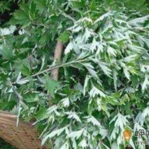 艾叶不只用来泡脚艾灸制作美食 养生功效也不容小觑
