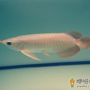 鱼刺卡喉咙怎么办？鱼刺卡喉咙的处理方法