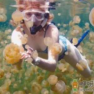 被水母蜇伤怎么办？被水母蜇伤怎么及时自救