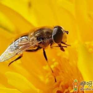 蜜蜂蛰了怎么办？蜂蛰对病症的治疗
