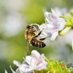 被蜜蜂蛰伤怎么办