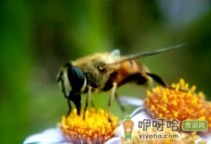 被蜂蜇了怎么办？被蜂蜇后的急救方法