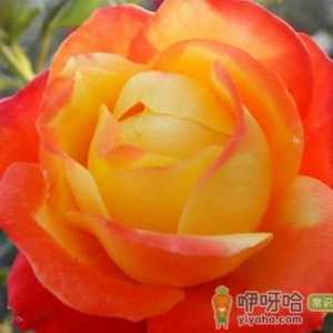女人缩阴用什么方法