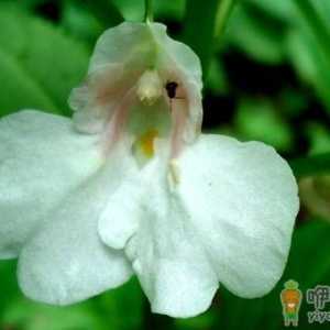 女性补血食疗方：红枣山药汤