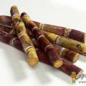 女人超补血的食物大全