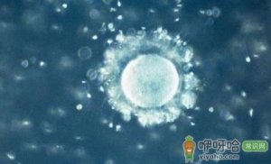 女人如何提高卵子质量