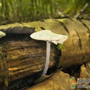 夏季女性多吃蘑菇可促进皮肤新陈代谢