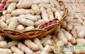 女性丰胸 推荐三款花生丰胸食谱