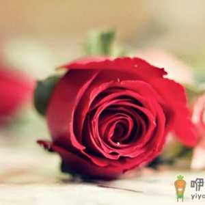 鲜花养生助女人越活越美！