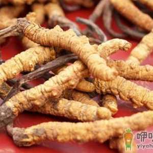 女人补肾最佳保健品