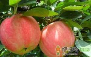 八种水果对抗干燥皮肤 女性变水润肌肤