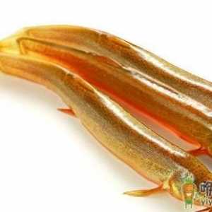 男性阳痿的食疗偏方推荐