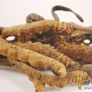 男人吃冬虫夏草能治阳痿吗