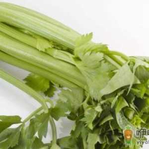 男性多吃芹菜可避孕 是有科学根据的