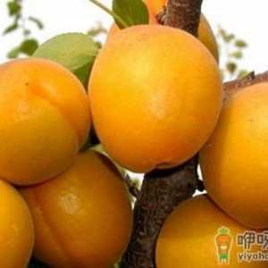 保护白领一族眼睛的食物和花茶