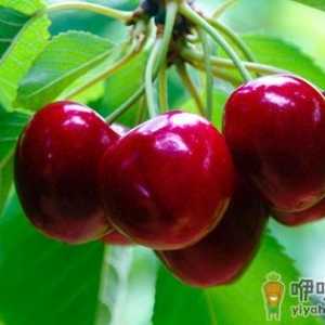 上班族吃什么可以防辐射