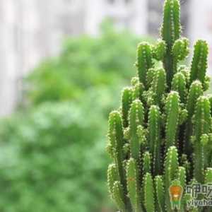 最适合办公室的10盆栽 减少辐射