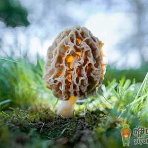 食用羊肚菌的注意事项