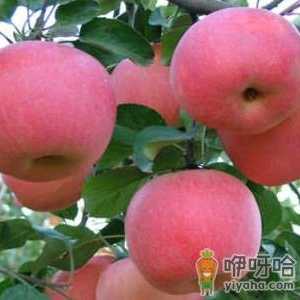 什么时候吃苹果最好？经常吃苹果有什么好处