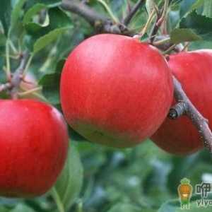 熬夜吃什么养颜？养颜水果大搜罗