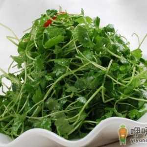 冬吃香菜可治感冒 七款香菜食疗菜谱推荐