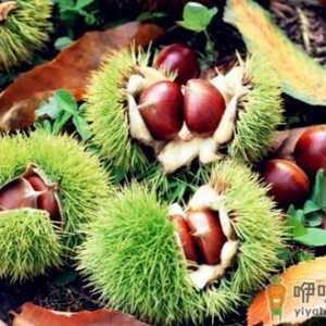 板栗和什么不能一起吃