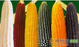 冬季调理肠胃的食物