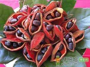 苹婆怎么吃？吃苹婆的注意事项