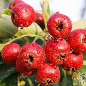 两种肥胖须当心 三种酸甜减肥水果推荐