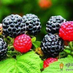冬季吃这些食物能补肾