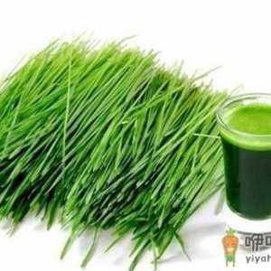麦苗能抗癌和治疗疾病吗？