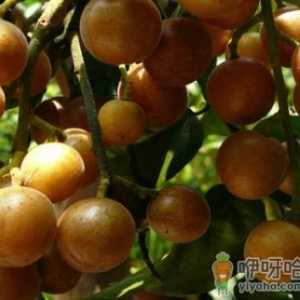 黄皮果怎么吃？黄皮果的食用禁忌